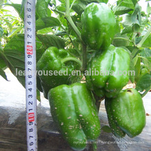 SP23 No.605 f1 hybrid green bell pepper seeds, vegetable seeds, hybrid sweet pepper seeds